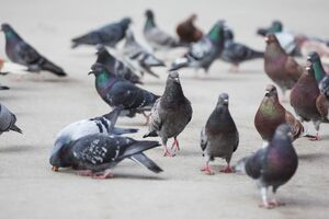 Deaths at Scottish hospital linked to pigeon droppings