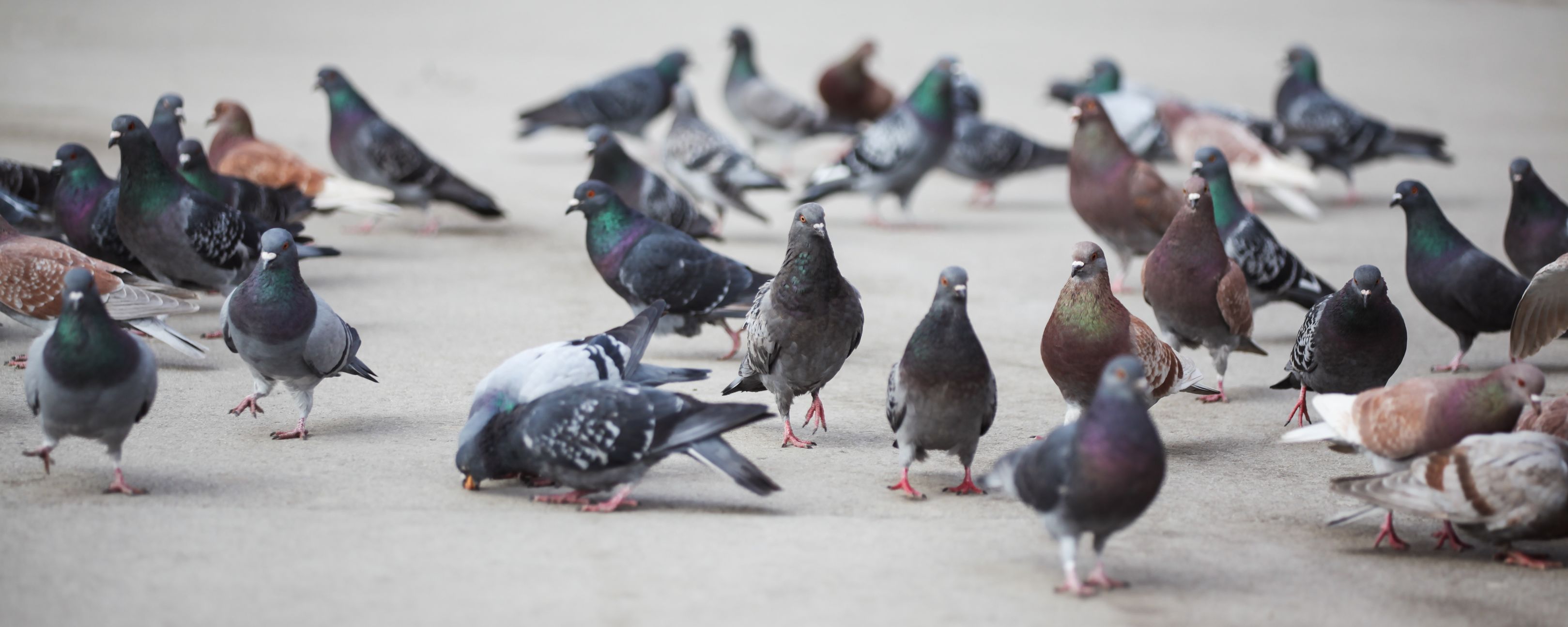 Deaths at Scottish hospital linked to pigeon droppings