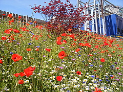 English country meadow comes to Huddersfield