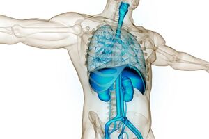 GSK, Imperial and Oxford launch £11m research hub to model human organs