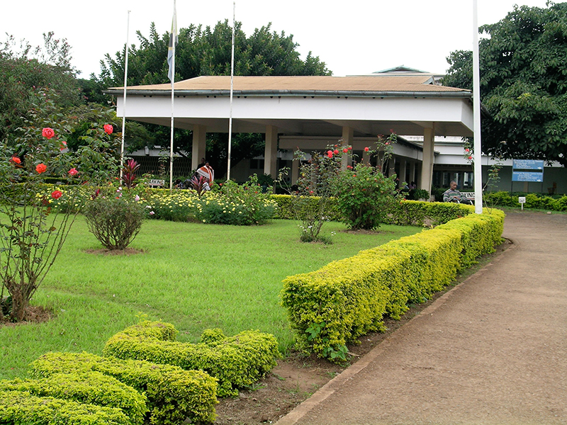 Life, lions and laparoscopic surgery