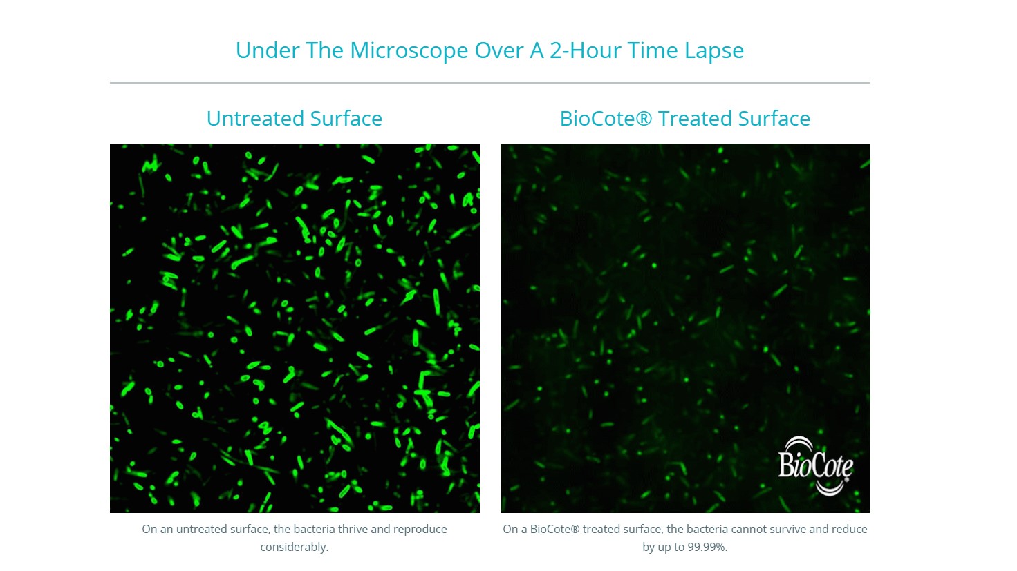 New time-lapse imaging shows superbug killed in two hours