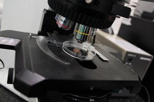 Research reveals \'halo\' effect of copper surfaces