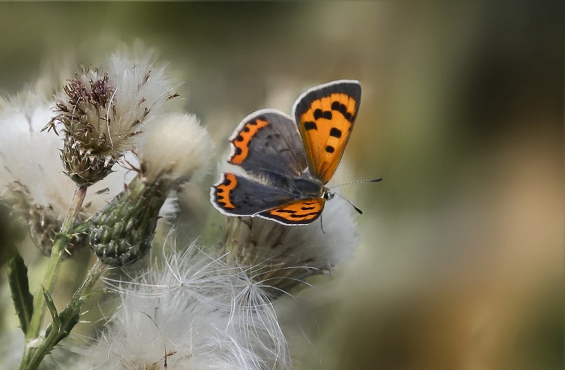 The butterfly effect in digital health