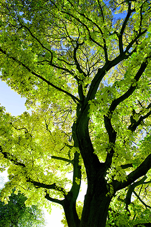 Timber procurement policies – do you know yours?