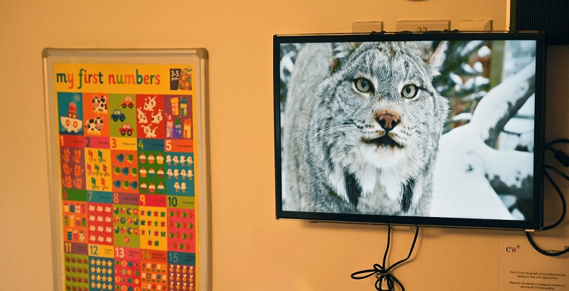US zoo life beamed live to UK hospital patients