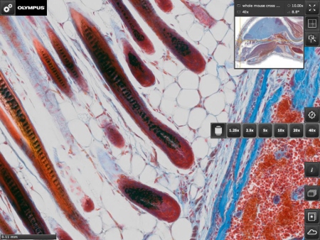 Virtual microscope images at your fingertips